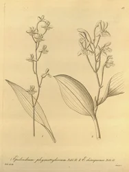 Illustration of Prosthechea varicosa (as syn. Epidendrum phymatoglossum and Epidendrum chiriquense)